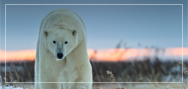 Polar Bear Safari, Canada