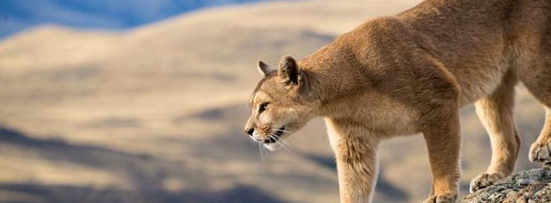 Puma Safari, Chile