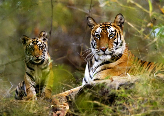 Tiger Safari